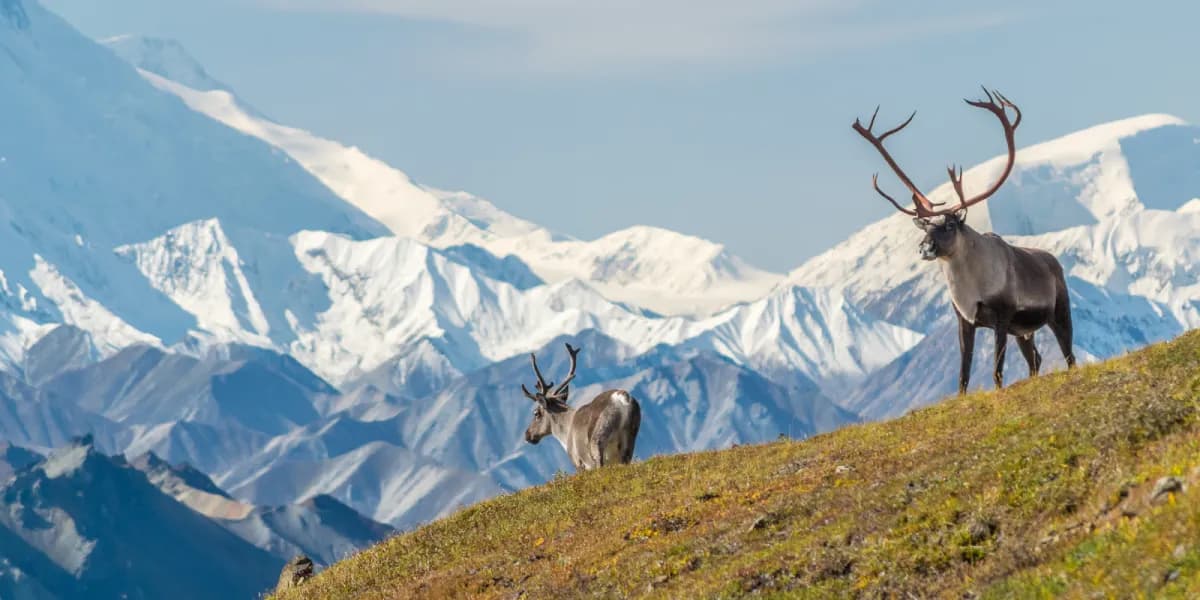 Národní park Denali Národní park Denali