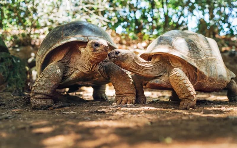 Aldabra Atoll Aldabra Atoll
