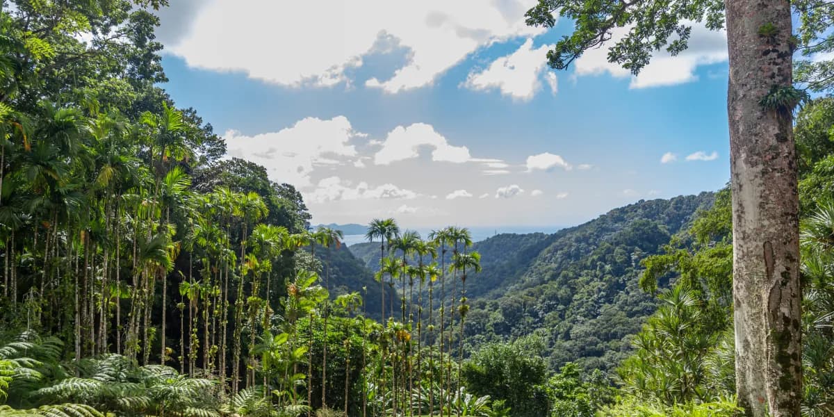 Prozkoumejte Jardin de Balata Prozkoumejte Jardin de Balata