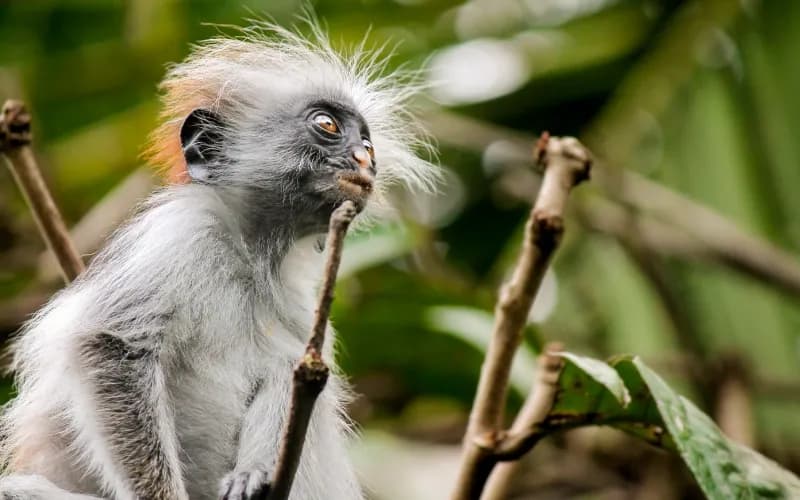 Přírodní rezervace Jozani Chwaka Bay Přírodní rezervace Jozani Chwaka Bay