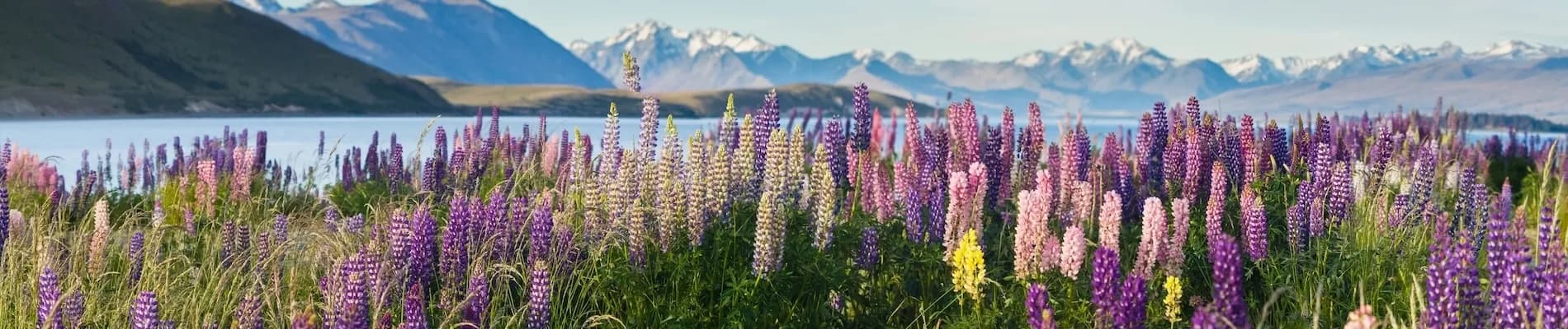 Jaro na Zélandu Jaro na Zélandu