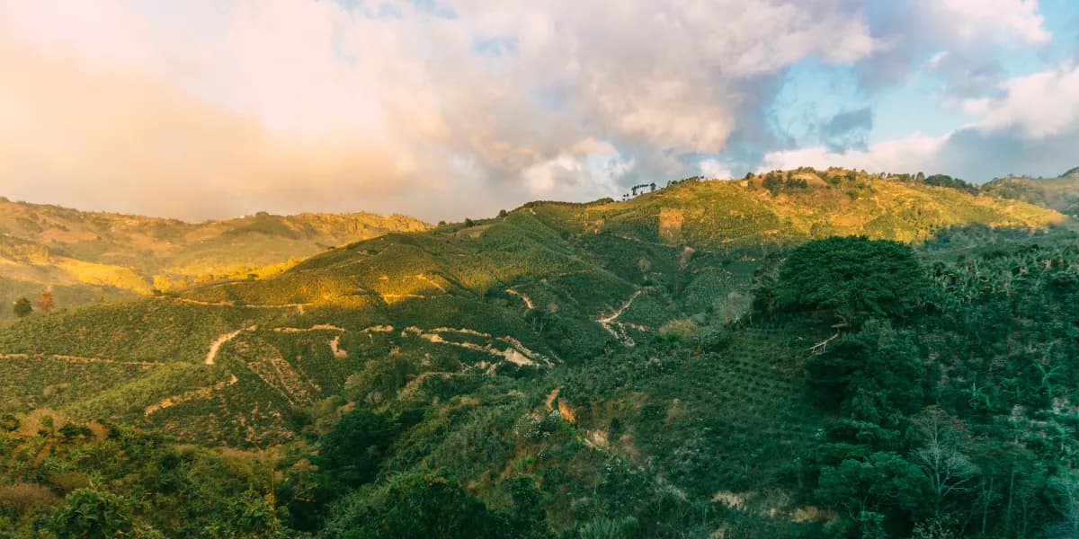 Kávové plantáže Kávové plantáže