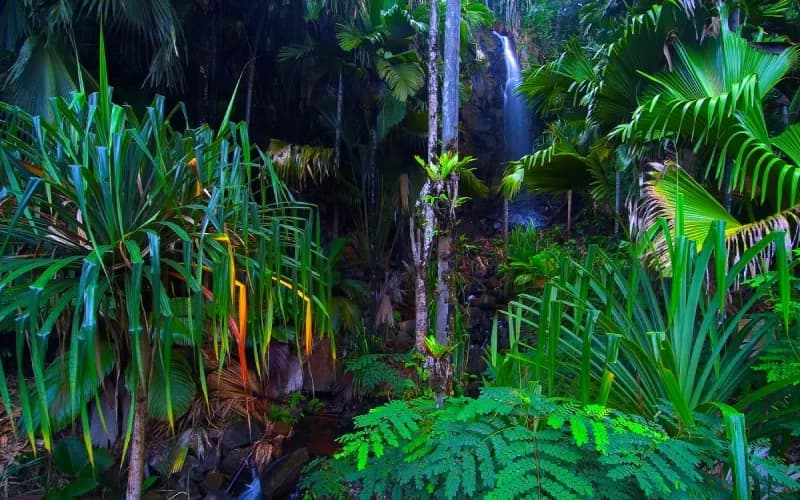 Národní park Vallée de Mai na Praslinu Národní park Vallée de Mai na Praslinu