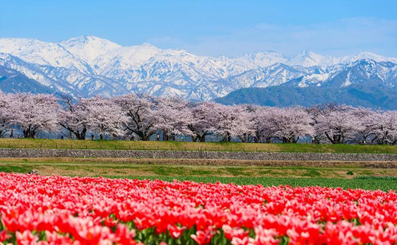 Japonsko, Tokio