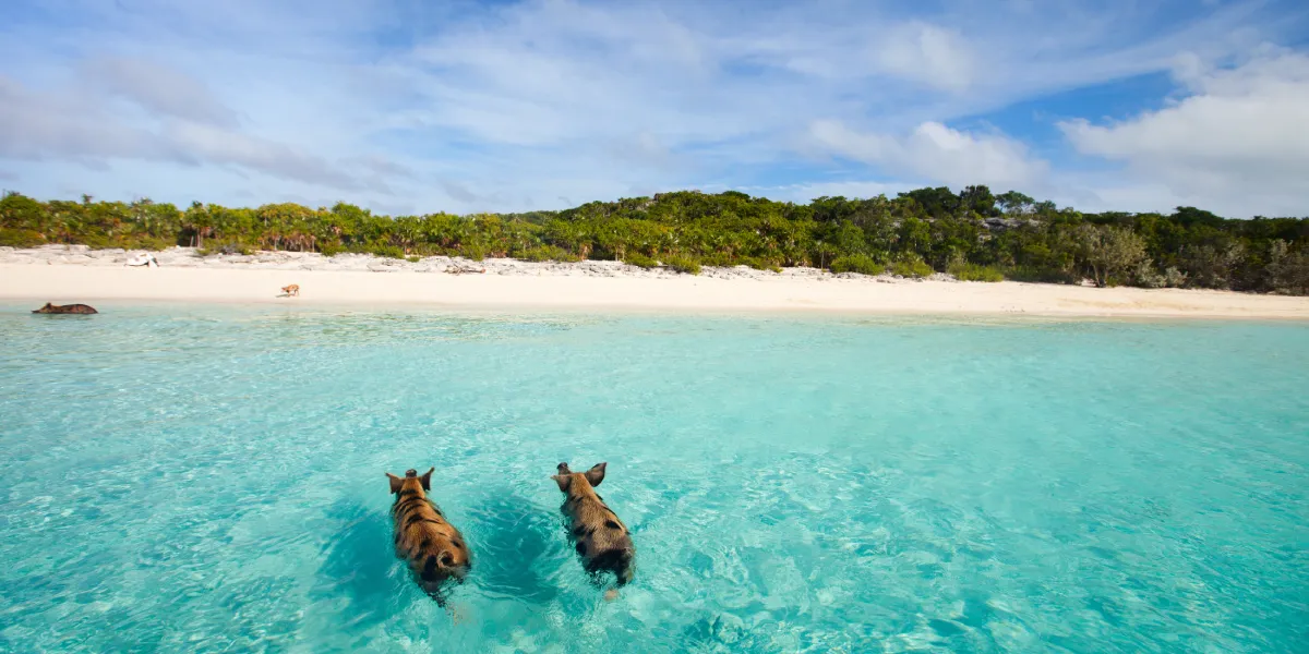 Pig Beach Pig Beach