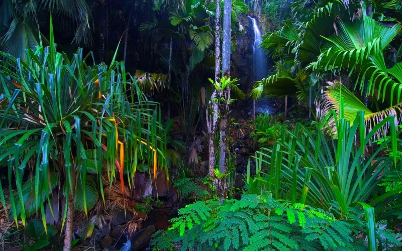 Národní park Vallée de Mai na Praslinu Národní park Vallée de Mai na Praslinu