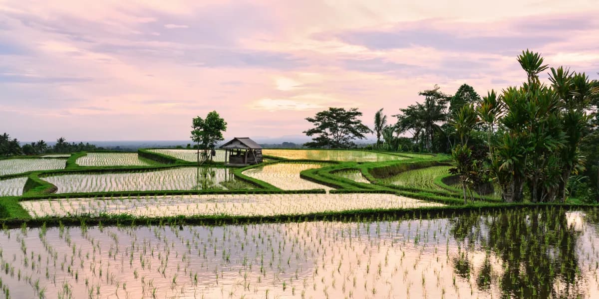 Bali Bali