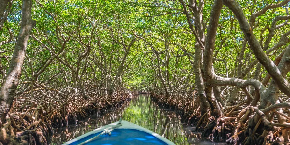 Objevování Mangrove Tunnels Objevování Mangrove Tunnels